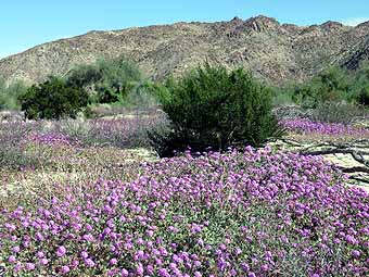 Pink clusters of Desert Sand Verbena